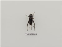 藏品(直翅目)的圖片